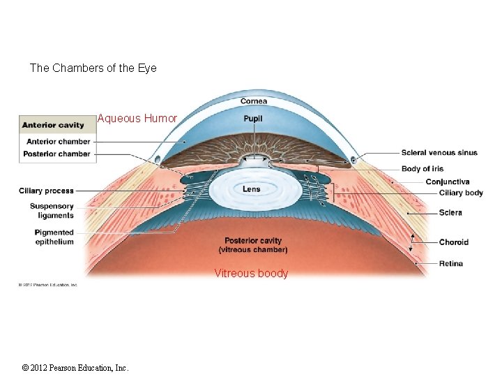 The Chambers of the Eye Aqueous Humor Vitreous boody © 2012 Pearson Education, Inc.