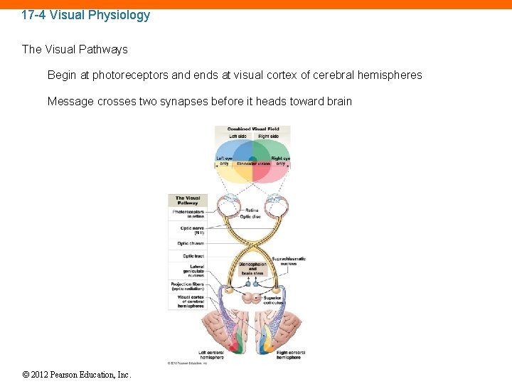 17 -4 Visual Physiology The Visual Pathways Begin at photoreceptors and ends at visual