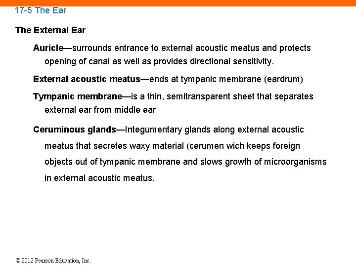 17 -5 The Ear The External Ear Auricle—surrounds entrance to external acoustic meatus and