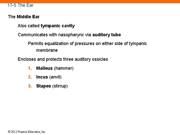 17 -5 The Ear The Middle Ear Also called tympanic cavity Communicates with nasopharynx