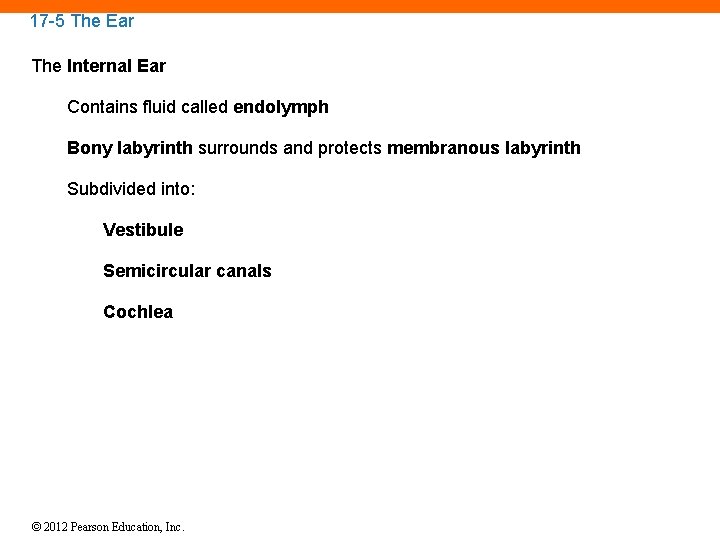 17 -5 The Ear The Internal Ear Contains fluid called endolymph Bony labyrinth surrounds
