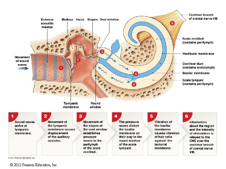 © 2012 Pearson Education, Inc. 