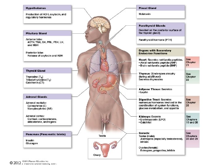 © 2012 Pearson Education, Inc. 