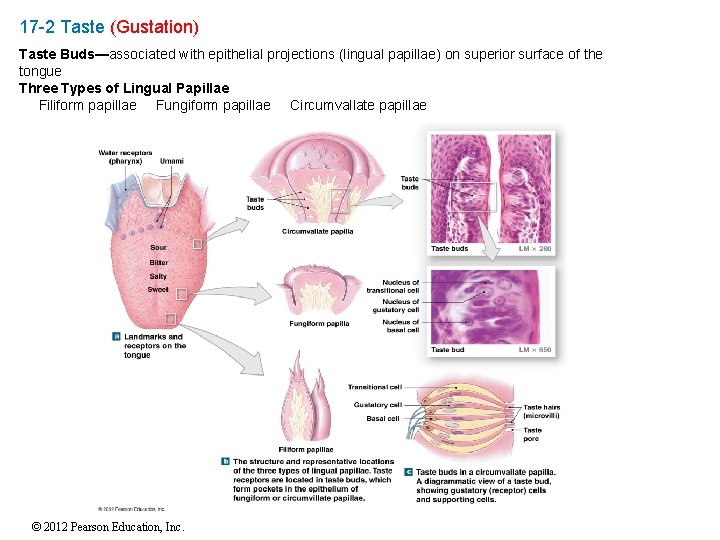 17 -2 Taste (Gustation) Taste Buds—associated with epithelial projections (lingual papillae) on superior surface