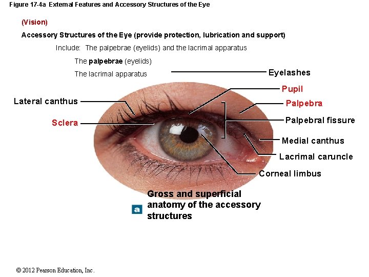 Figure 17 -4 a External Features and Accessory Structures of the Eye (Vision) Accessory
