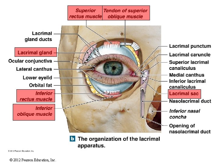 © 2012 Pearson Education, Inc. 