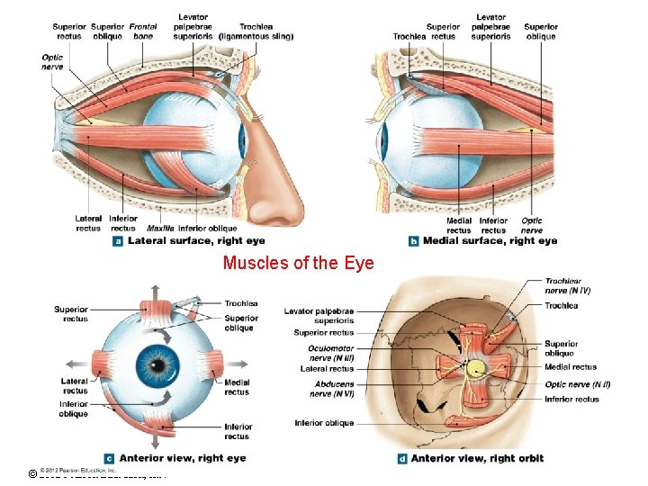 Muscles of the Eye © 2012 Pearson Education, Inc. 