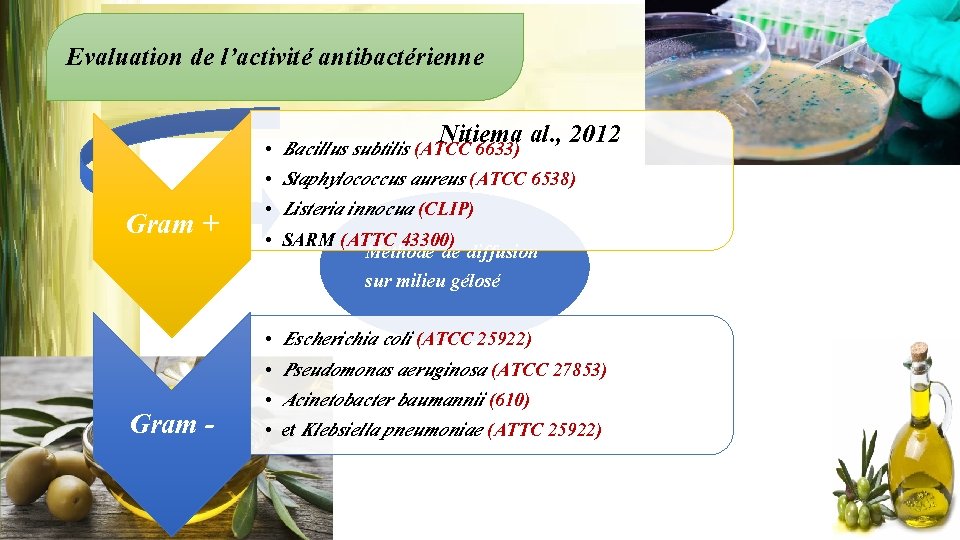 Evaluation de l’activité antibactérienne Gram + • • Gram - • • Nitiema al.