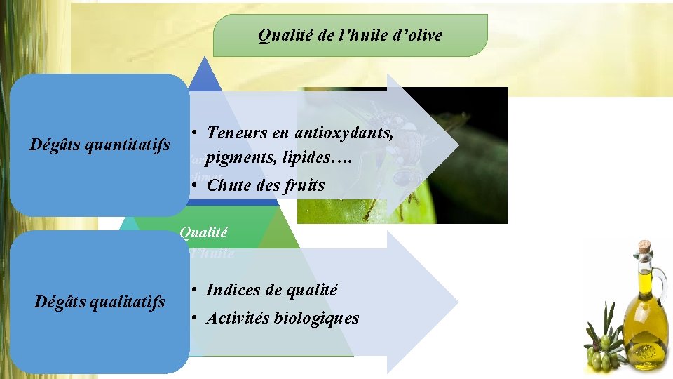 Qualité de l’huile d’olive • Teneurs en antioxydants, Dégâts quantitatifs pigments, lipides…. Variété, climat