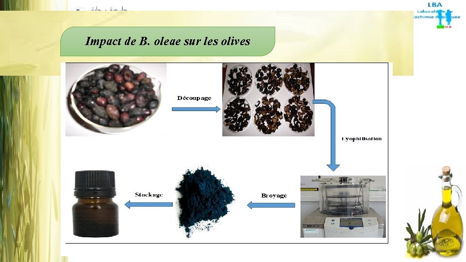 Impact de B. oleae sur les olives 