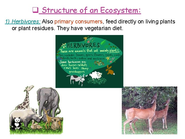  Structure of an Ecosystem: 1) Herbivores: Also primary consumers, feed directly on living