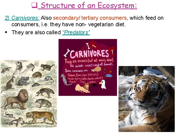  Structure of an Ecosystem: 2) Carnivores: Also secondary/ tertiary consumers, which feed on