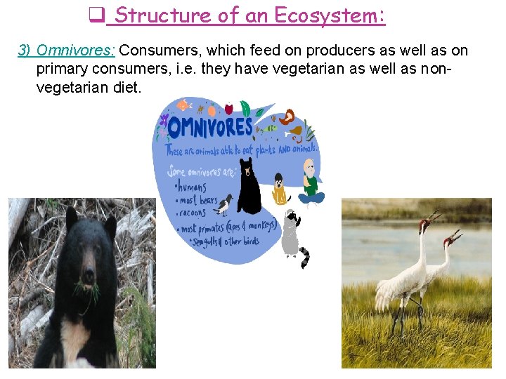  Structure of an Ecosystem: 3) Omnivores: Consumers, which feed on producers as well