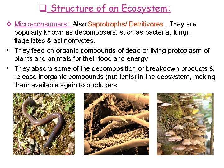  Structure of an Ecosystem: Micro-consumers: Also Saprotrophs/ Detritivores. They are popularly known as