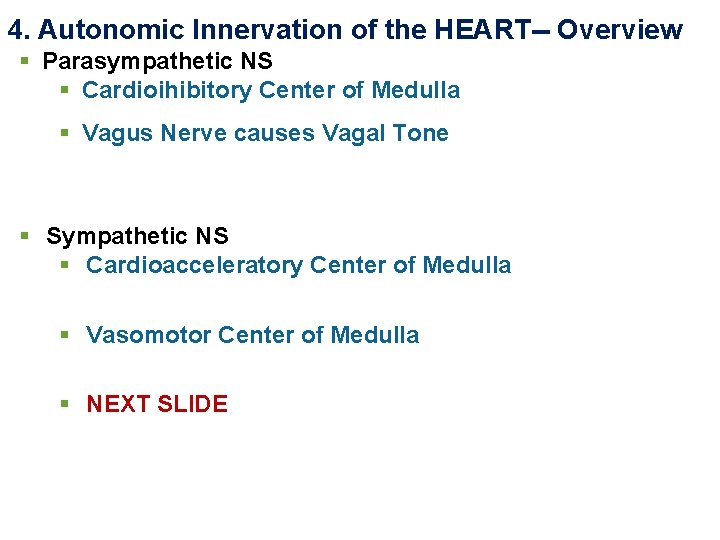 4. Autonomic Innervation of the HEART-- Overview § Parasympathetic NS § Cardioihibitory Center of