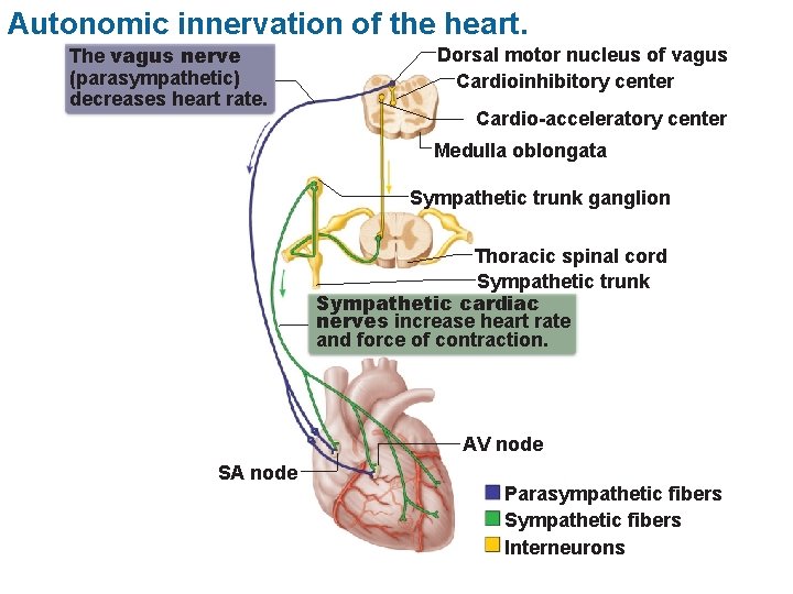 Autonomic innervation of the heart. The vagus nerve (parasympathetic) decreases heart rate. Dorsal motor