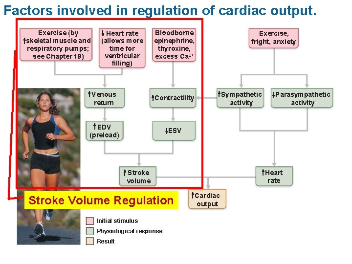 Factors involved in regulation of cardiac output. Exercise (by skeletal muscle and respiratory pumps;