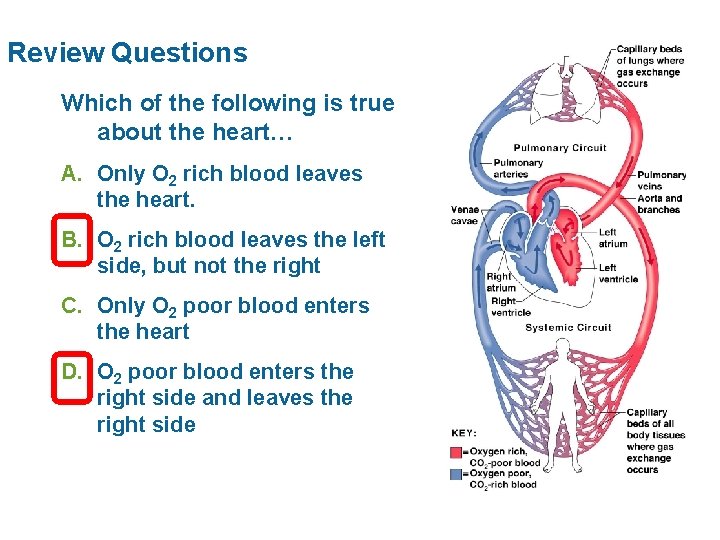 Review Questions Which of the following is true about the heart… A. Only O