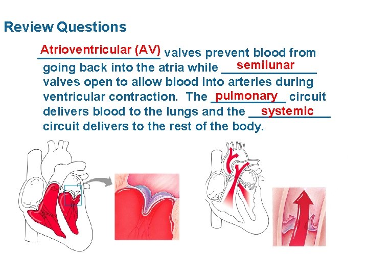 Review Questions Atrioventricular (AV) valves prevent blood from _________ semilunar going back into the