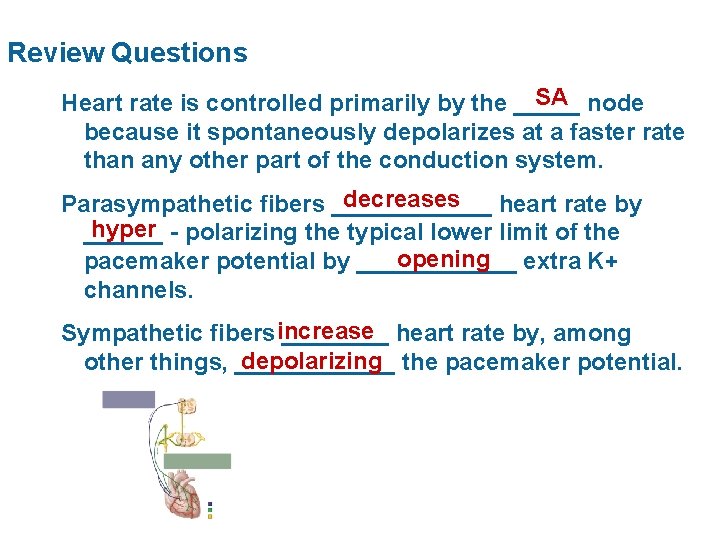 Review Questions SA node Heart rate is controlled primarily by the _____ because it