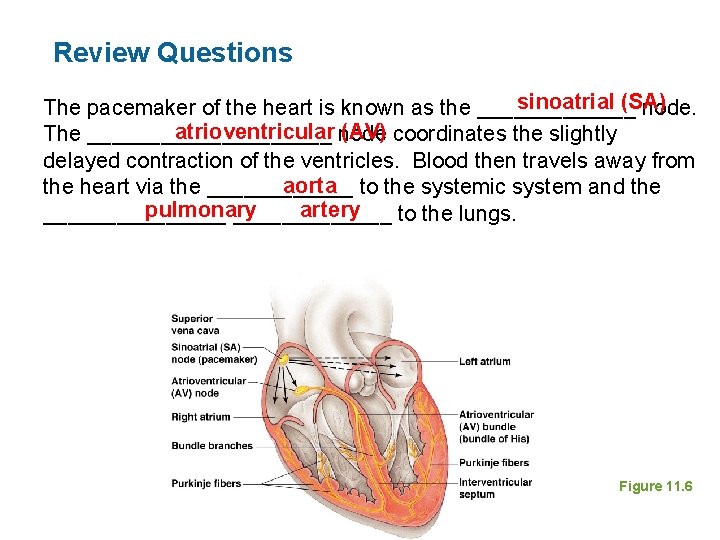 Review Questions sinoatrial (SA) The pacemaker of the heart is known as the _______