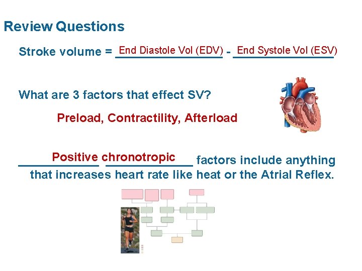 Review Questions End Diastole Vol (EDV) - ________ End Systole Vol (ESV) Stroke volume