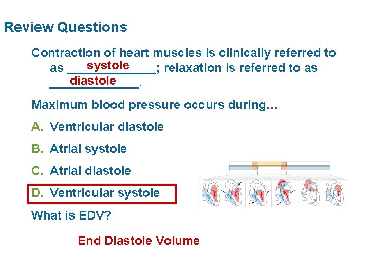 Review Questions Contraction of heart muscles is clinically referred to systole as _______; relaxation