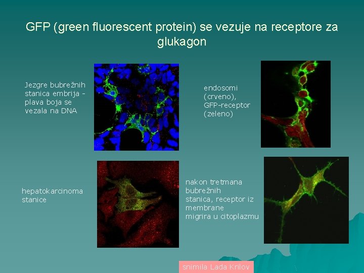 GFP (green fluorescent protein) se vezuje na receptore za glukagon Jezgre bubrežnih stanica embrija