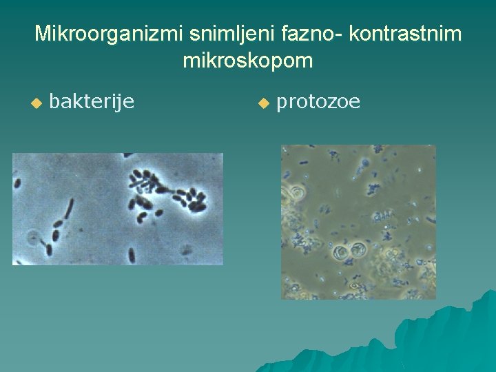 Mikroorganizmi snimljeni fazno- kontrastnim mikroskopom u bakterije u protozoe 