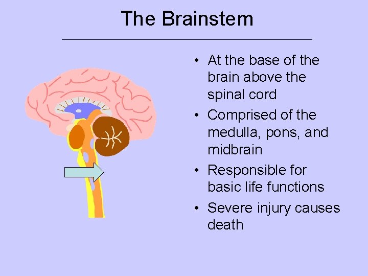 The Brainstem ____________________________ • At the base of the brain above the spinal cord