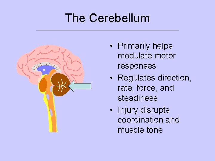 The Cerebellum ___________________________ • Primarily helps modulate motor responses • Regulates direction, rate, force,