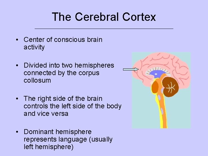 The Cerebral Cortex ___________________________ • Center of conscious brain activity • Divided into two