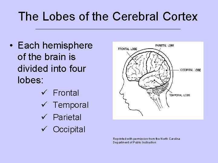 The Lobes of the Cerebral Cortex ___________________________ • Each hemisphere of the brain is