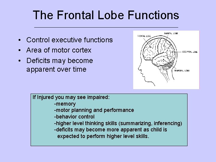 The Frontal Lobe Functions ___________________________ • Control executive functions • Area of motor cortex