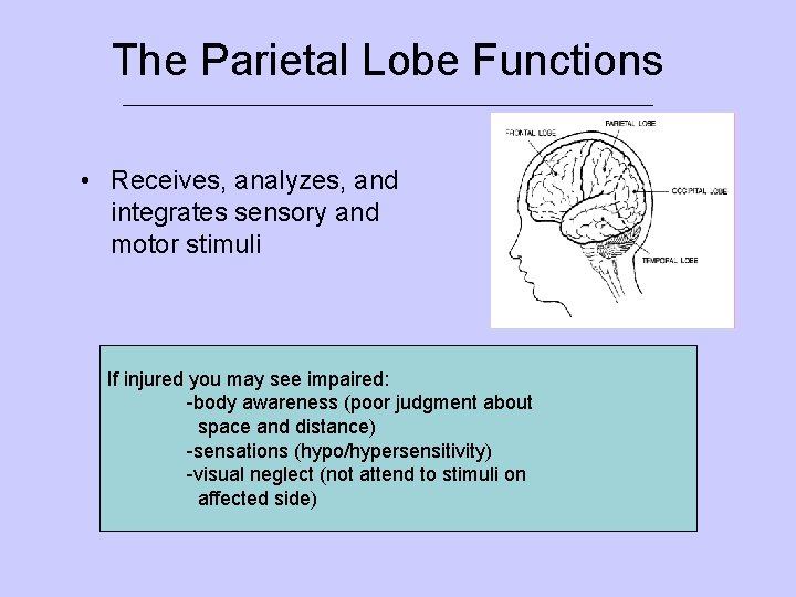 The Parietal Lobe Functions ___________________________ • Receives, analyzes, and integrates sensory and motor stimuli