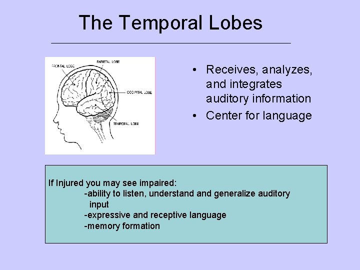 The Temporal Lobes ___________________________ • Receives, analyzes, and integrates auditory information • Center for
