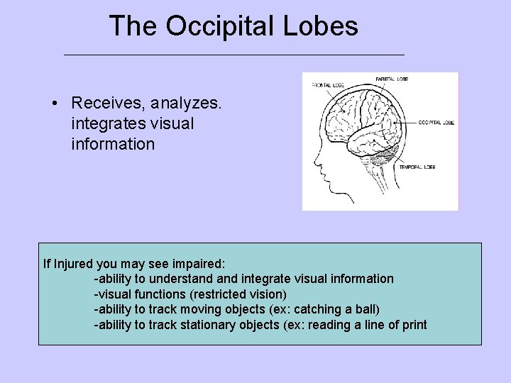 The Occipital Lobes ___________________________ • Receives, analyzes. integrates visual information If Injured you may