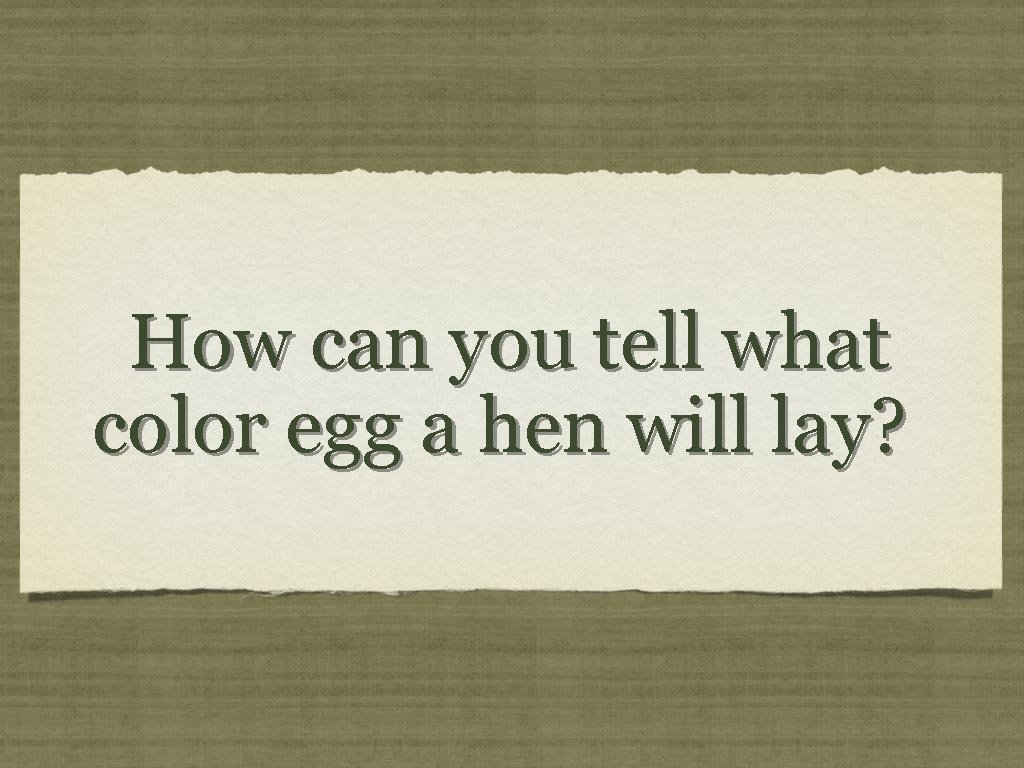 How can you tell what color egg a hen will lay? 