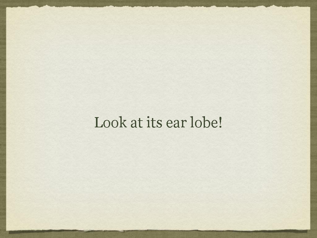 Look at its ear lobe! 