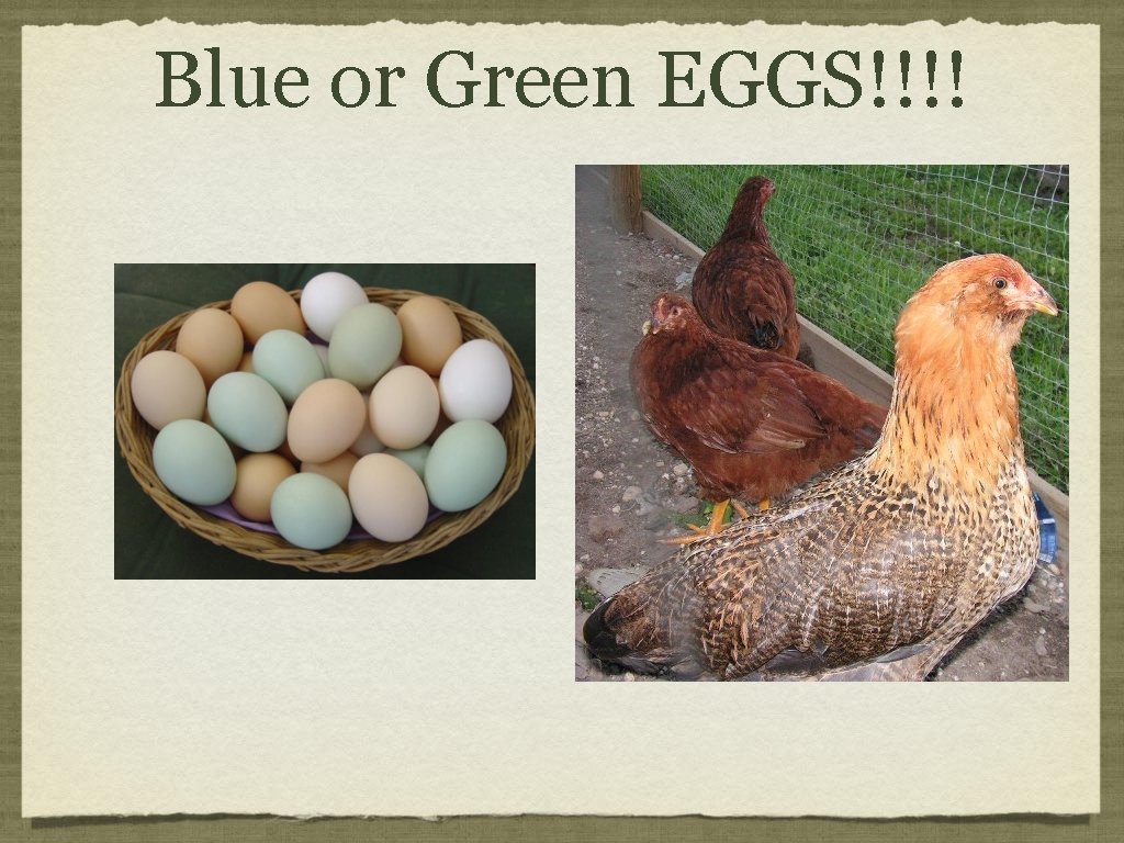 Blue or Green EGGS!!!! 