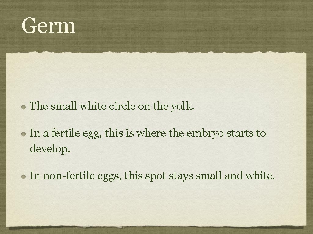 Germ The small white circle on the yolk. In a fertile egg, this is