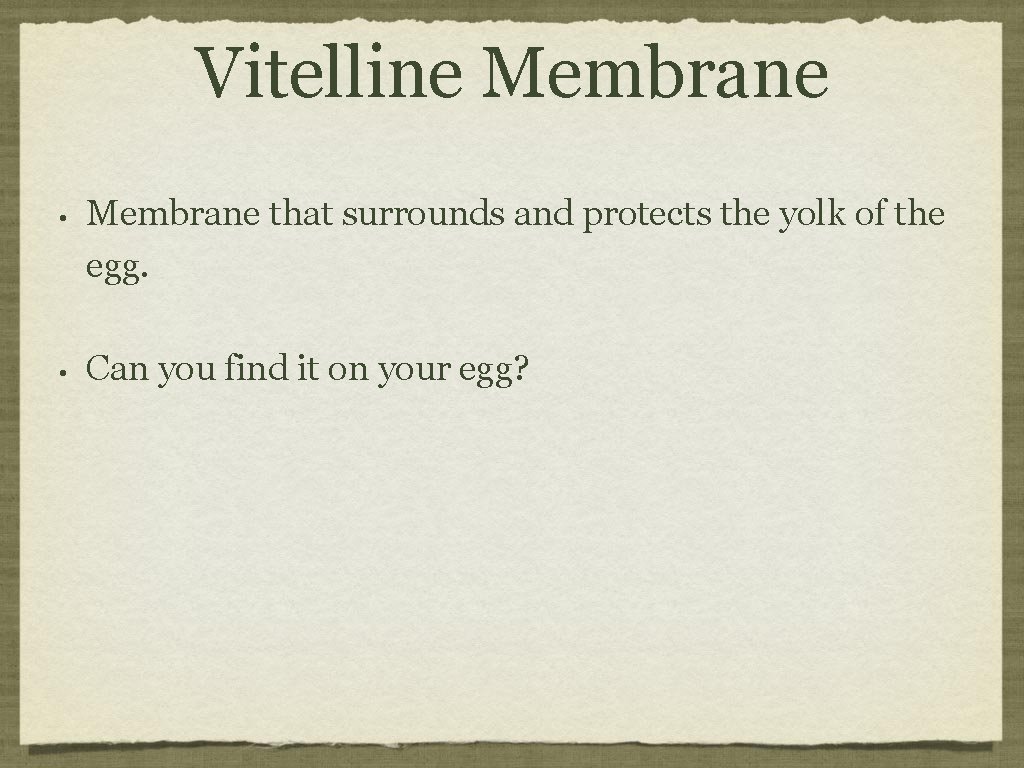 Vitelline Membrane • • Membrane that surrounds and protects the yolk of the egg.