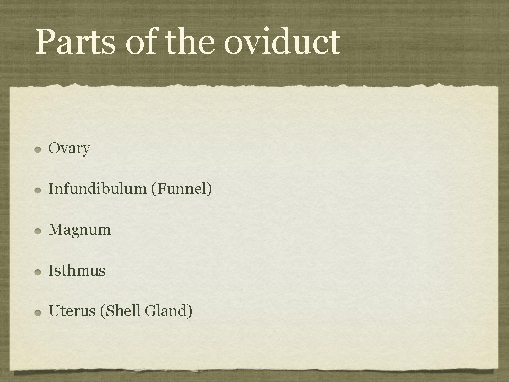 Parts of the oviduct Ovary Infundibulum (Funnel) Magnum Isthmus Uterus (Shell Gland) 
