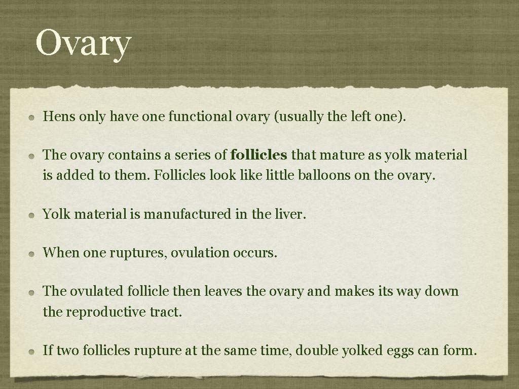 Ovary Hens only have one functional ovary (usually the left one). The ovary contains