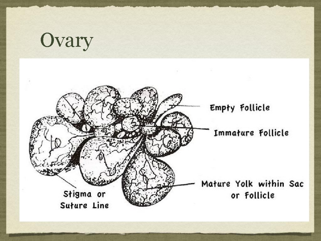 Ovary 