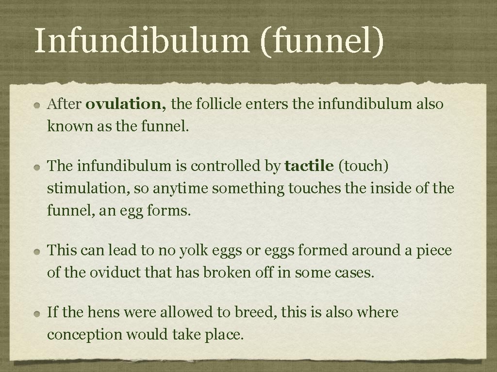 Infundibulum (funnel) After ovulation, the follicle enters the infundibulum also known as the funnel.