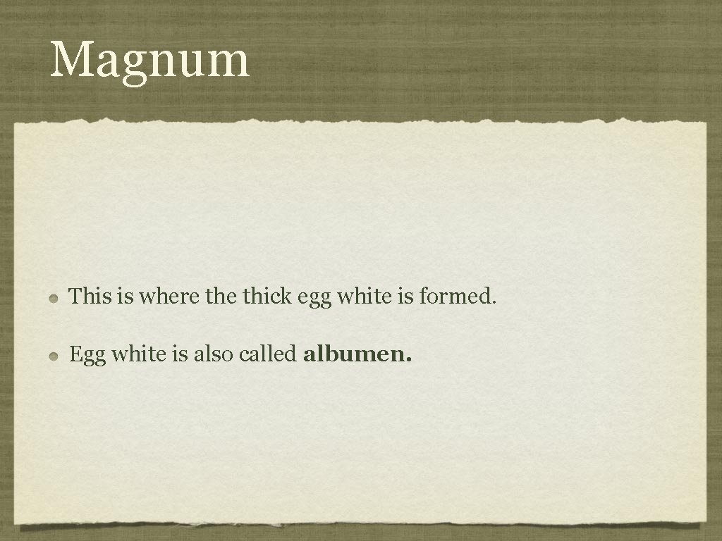 Magnum This is where thick egg white is formed. Egg white is also called