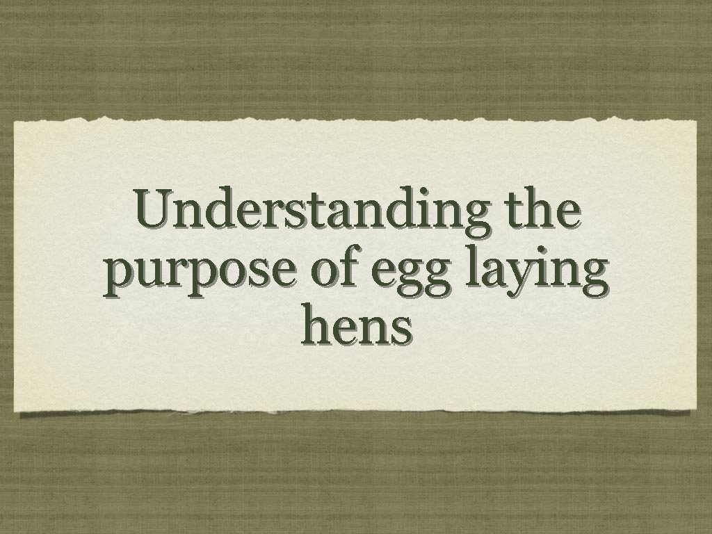 Understanding the purpose of egg laying hens 