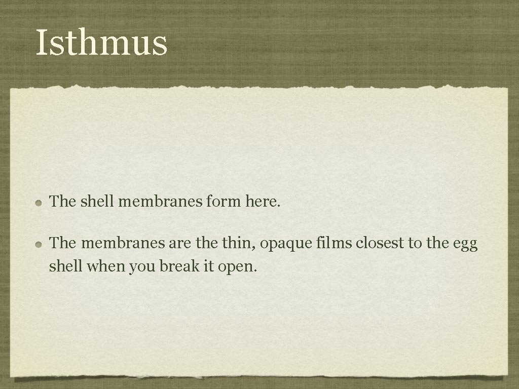 Isthmus The shell membranes form here. The membranes are thin, opaque films closest to