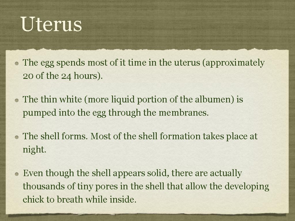 Uterus The egg spends most of it time in the uterus (approximately 20 of